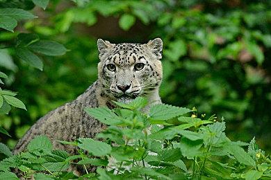 史克威尔艾尼克斯仍对区块链游戏业务保持浓厚兴趣